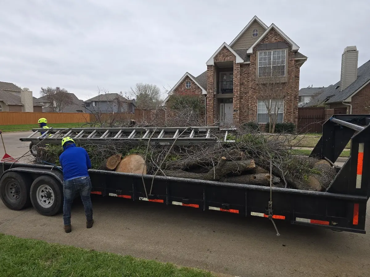 Expert Tree Removal with proper safety equipment in Anton Chico